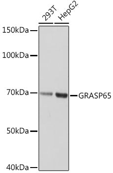 GRASP65 Rabbit mAb