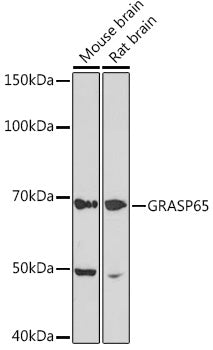 GRASP65 Rabbit mAb