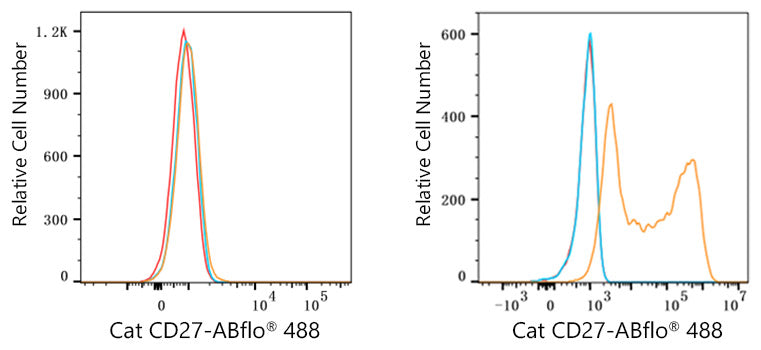 ABflo® 488 Rabbit anti-Cat CD27 mAb