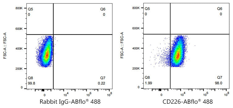 ABflo® 488 Rabbit anti-Human CD226/DNAM-1 mAb