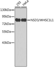 NSD3/WHSC1L1 Rabbit pAb