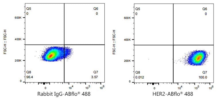 ABflo® 488 Rabbit anti-Human HER2/ErbB2 mAb
