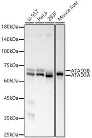 ATAD3A/B Rabbit mAb