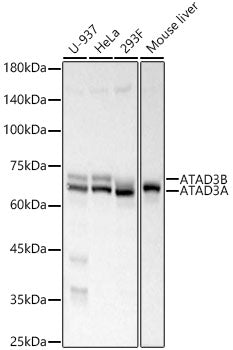 ATAD3A/B Rabbit mAb