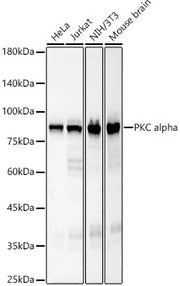 PKC alpha Rabbit mAb