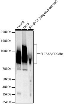 CD98/SLC3A2 Rabbit mAb