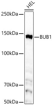 [KD Validated] BUB1 Rabbit mAb