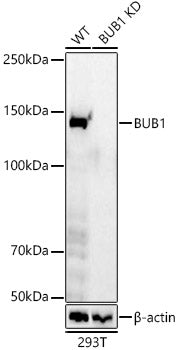 [KD Validated] BUB1 Rabbit mAb