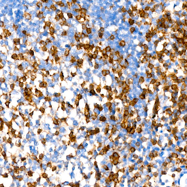 CD2 Rabbit mAb