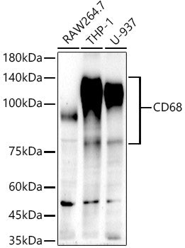 CD68 Rabbit mAb