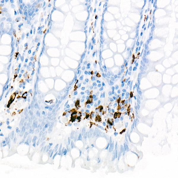CD68 Rabbit mAb