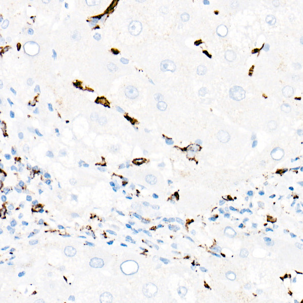 CD68 Rabbit mAb
