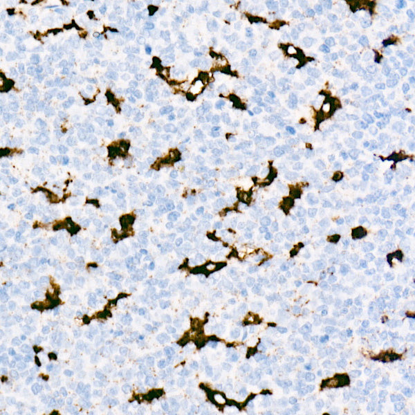 CD68 Rabbit mAb