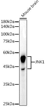 JNK1 Rabbit mAb