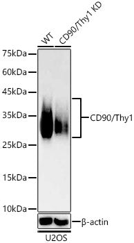 [KD Validated] CD90/Thy1 Rabbit mAb