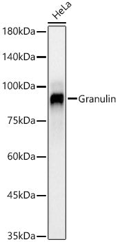 Granulin Rabbit mAb
