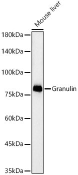 Granulin Rabbit mAb