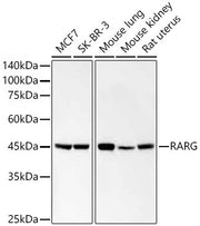 RARG Rabbit mAb