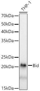 [KD Validated] Bid Rabbit mAb
