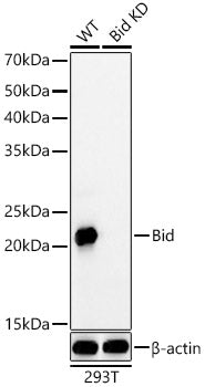 [KD Validated] Bid Rabbit mAb