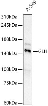 GLI1 Rabbit mAb