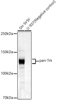 pan-Trk Rabbit mAb