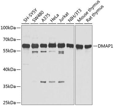 DMAP1 Rabbit pAb