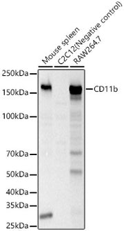 CD11b Rabbit pAb