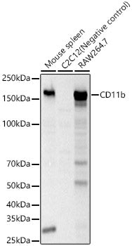 CD11b Rabbit pAb