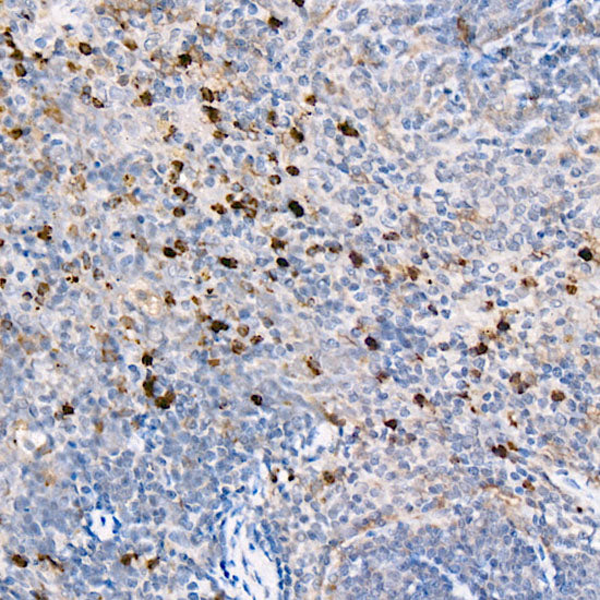 CD11b Rabbit pAb