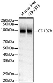 CD107b Rabbit pAb