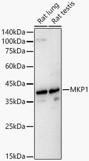 MKP1 Rabbit pAb