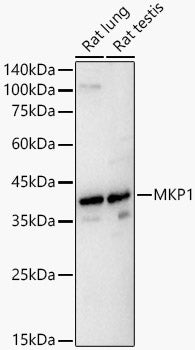 MKP1 Rabbit pAb