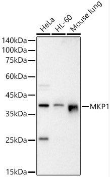 MKP1 Rabbit pAb