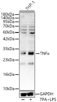TNFα Rabbit pAb