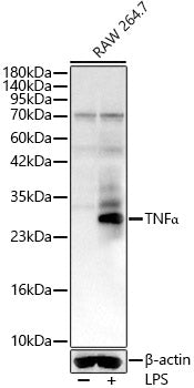 TNFα Rabbit pAb