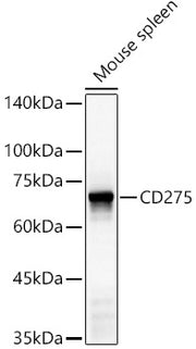 CD275 Rabbit pAb