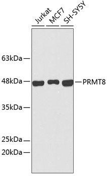 PRMT8 Rabbit pAb