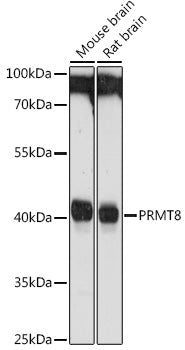 PRMT8 Rabbit pAb