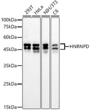 HNRNPD Rabbit mAb