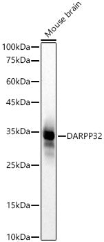 DARPP32 Rabbit mAb