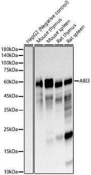 ABI3 Rabbit mAb
