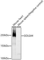 GOLGA4 Rabbit mAb