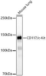CD117/c-Kit Rabbit mAb