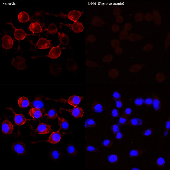 NCAM /CD56 Rabbit mAb