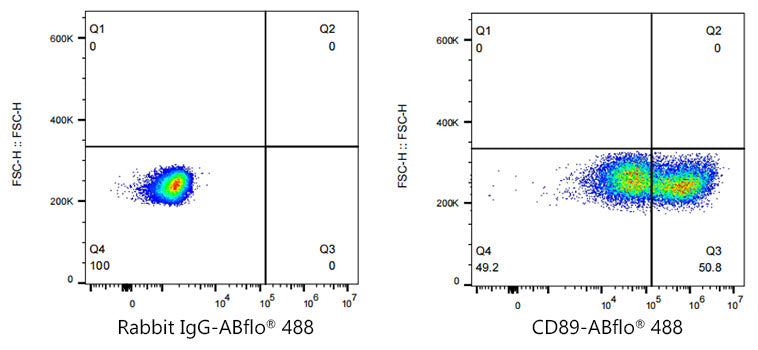ABflo® 488 Rabbit anti-Human CD89 mAb
