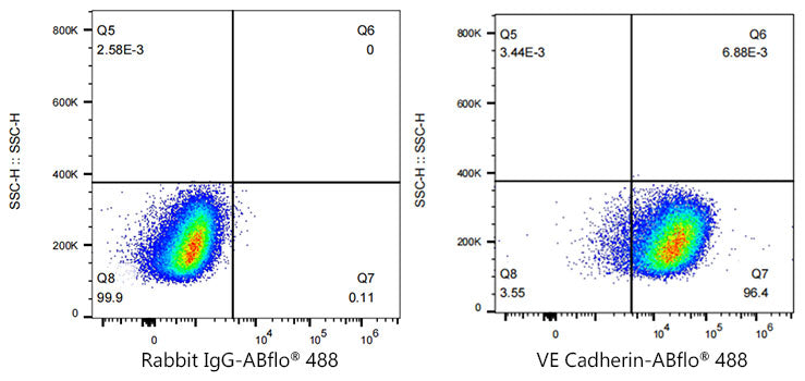 ABflo® 488 Rabbit anti-Human CD144/VE Cadherin mAb