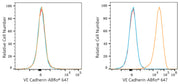ABflo® 647 Rabbit anti-Human CD144/VE Cadherin mAb