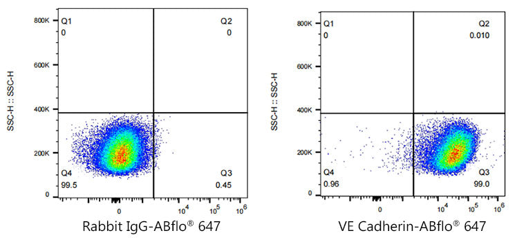 ABflo® 647 Rabbit anti-Human CD144/VE Cadherin mAb