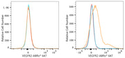 ABflo® 647 Rabbit anti-Human VEGFR2/CD309 mAb